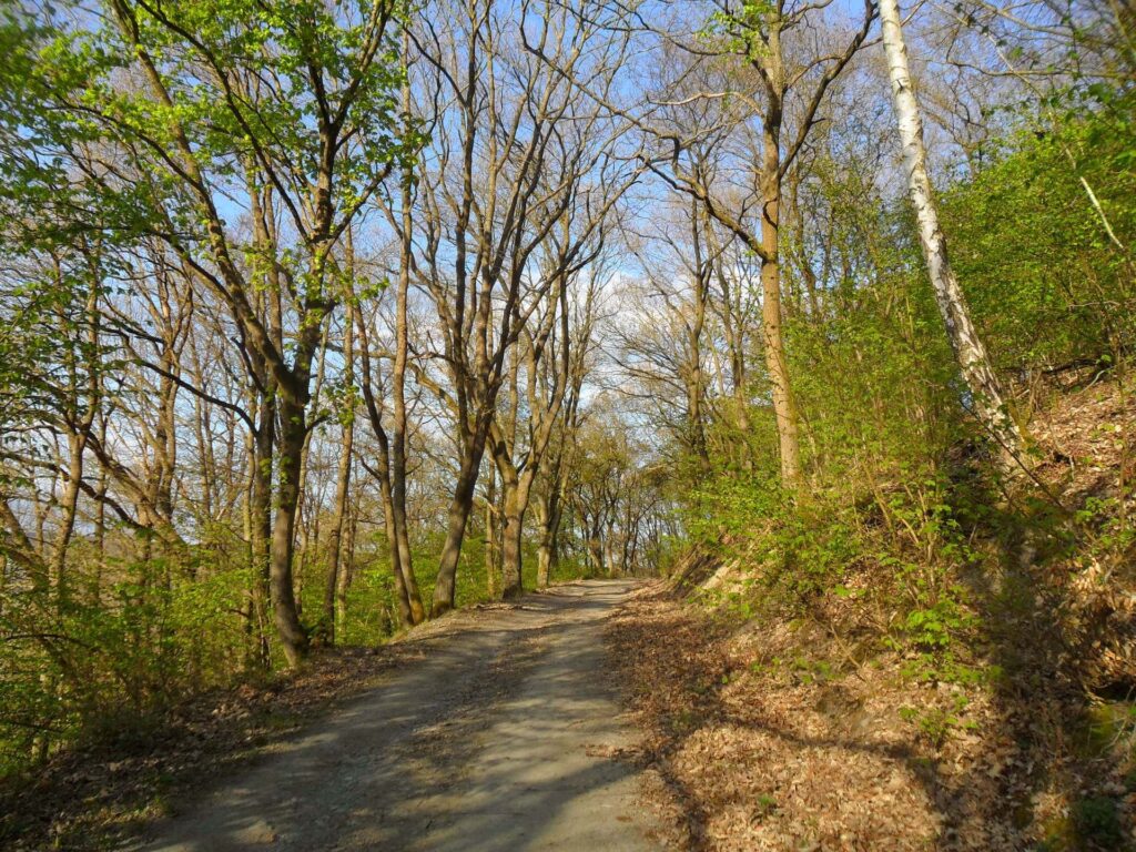 Andeler Wald Wanderweg