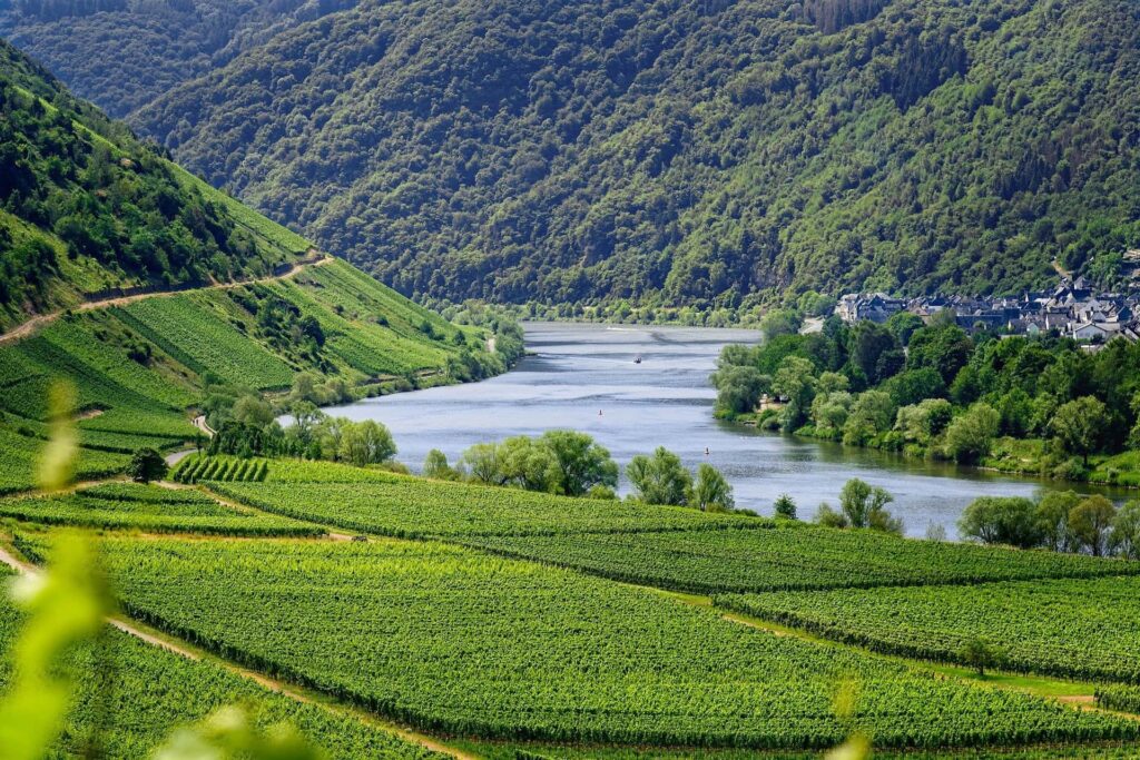 Weinberge an der Mosel